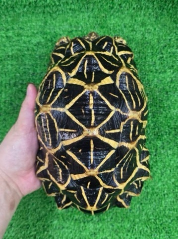 商品一覧 | 爬虫類小動物の買取＆販売 ルームズー