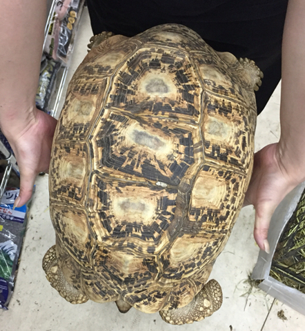 商品一覧 | 爬虫類小動物の買取＆販売 ルームズー