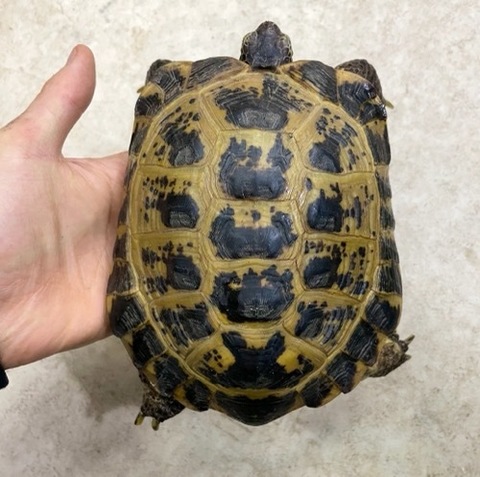 りくがめ ケヅメリクガメ リクガメ図鑑