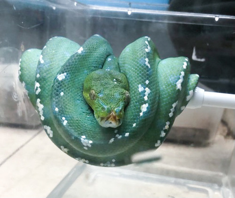 ヘビの商品一覧 | 爬虫類小動物の買取＆販売 ルームズー ボア