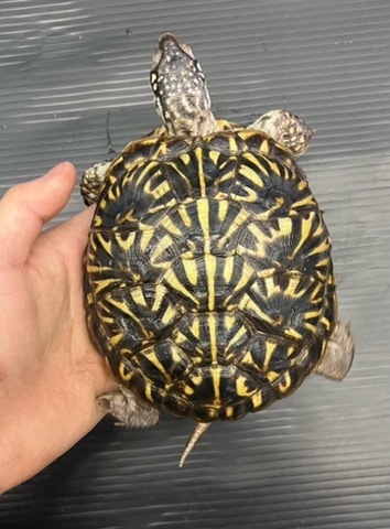 商品一覧 | 爬虫類小動物の買取＆販売 ルームズー