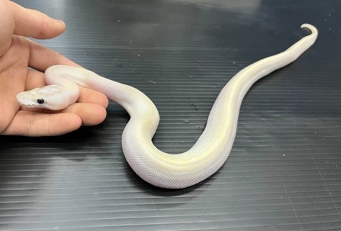 メル蛇 ヘビの商品一覧 | 爬虫類小動物の買取＆販売 ルームズー