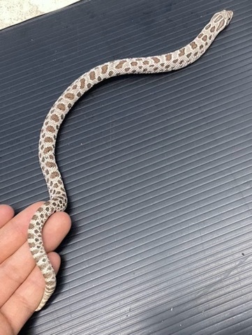 ヘビの商品一覧 | 爬虫類小動物の買取＆販売 ルームズー