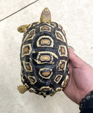 リクガメの商品一覧 | 爬虫類小動物の買取＆販売 ルームズー