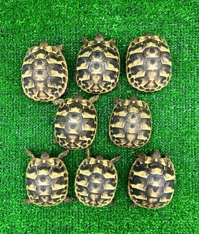 リクガメの商品一覧 | 爬虫類小動物の買取＆販売 ルームズー
