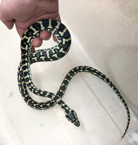 メル蛇 ヘビの商品一覧 | 爬虫類小動物の買取＆販売 ルームズー