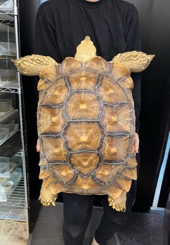 リクガメ等に使用してました！ 中古のインキュベータ（爬虫類） リクガメの商品一覧 | 爬虫類小動物の買取＆販売 ルームズー