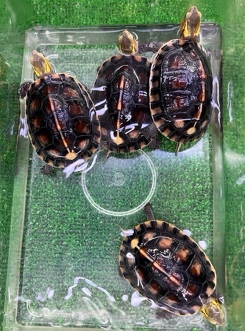 商品一覧 | 爬虫類小動物の買取＆販売 ルームズー
