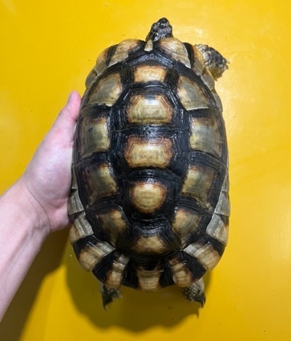 リクガメの商品一覧 | 爬虫類小動物の買取＆販売 ルームズー