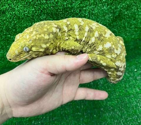 ヤモリ、トカゲモドキの商品一覧 | 爬虫類小動物の買取＆販売 ルームズー