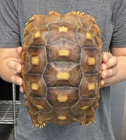 リクガメの商品一覧 | 爬虫類小動物の買取＆販売 ルームズー
