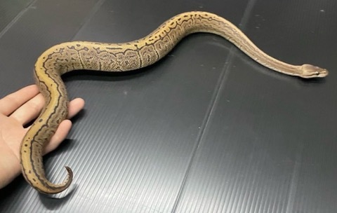 ヘビの商品一覧 | 爬虫類小動物の買取＆販売 ルームズー