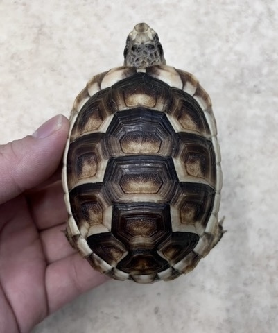 りくがめ オオフチゾリリクガメ リクガメ図鑑