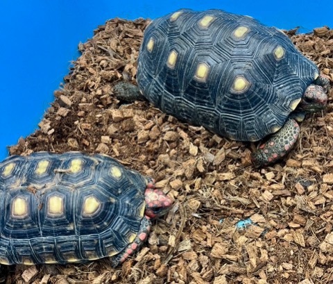 りくがめ インター爬虫類】定番種から一点モノまで。 | 名古屋のペット