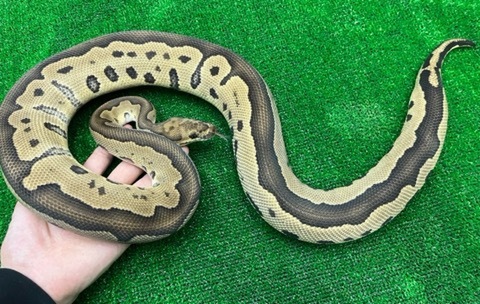 ヘビの商品一覧 | 爬虫類小動物の買取＆販売 ルームズー ボア