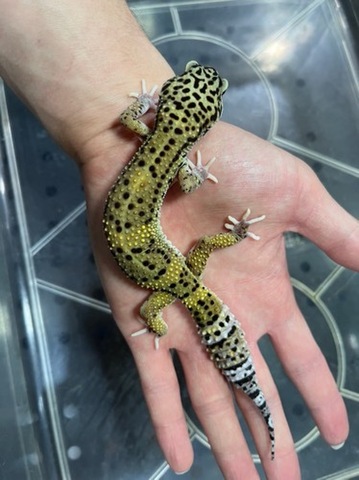 ヤモリ、トカゲモドキの商品一覧 | 爬虫類小動物の買取＆販売