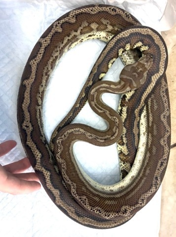 ヘビの商品一覧 | 爬虫類小動物の買取＆販売 ルームズー ボア