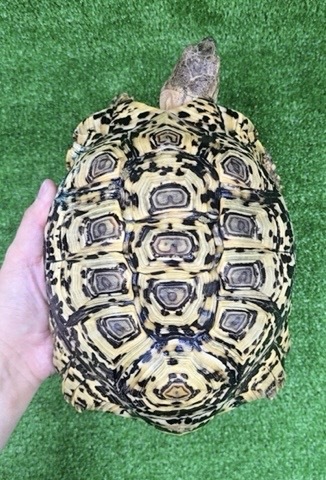 リクガメの商品一覧 | 爬虫類小動物の買取＆販売 ルームズー