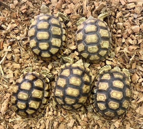 リクガメの商品一覧 | 爬虫類小動物の買取＆販売 ルームズー