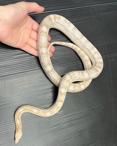 メル蛇 WMNSエアフォース1新品 40周年記念SNAKEスネークスキン蛇ヘビ柄