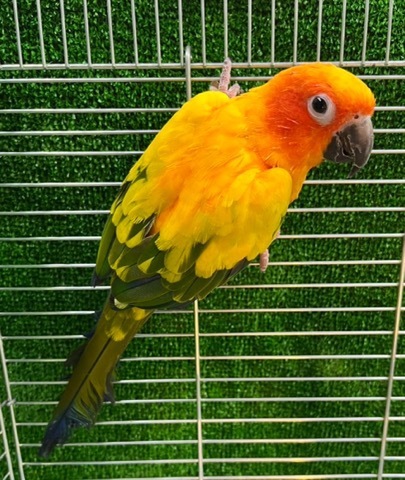 商品一覧 | 爬虫類小動物の買取＆販売 ルームズー