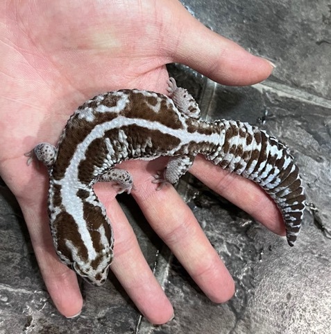 商品一覧 | 爬虫類小動物の買取＆販売 ルームズー