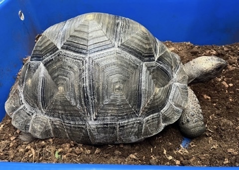 リクガメの商品一覧 | 爬虫類小動物の買取＆販売 ルームズー