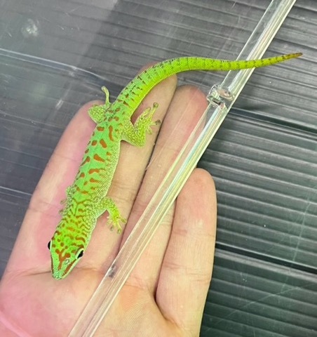 商品一覧 | 爬虫類小動物の買取＆販売 ルームズー