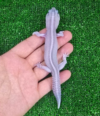商品一覧 | 爬虫類小動物の買取＆販売 ルームズー