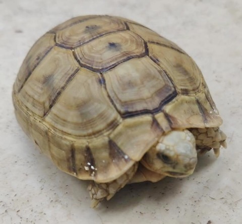 リクガメの商品一覧 | 爬虫類小動物の買取＆販売 ルームズー