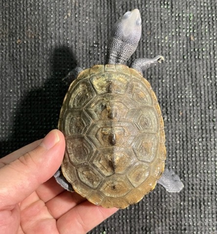 爬虫類小動物の買取＆販売 ルームズー