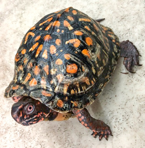 トウブハコガメ骨格標本(甲羅)赤系放射模様 剥製 爬虫類 【公式