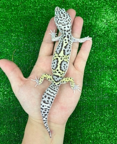 Rhacodactylus ミカドヤモリ 洋書12/15迄の限定値下価格！ ヤモリ