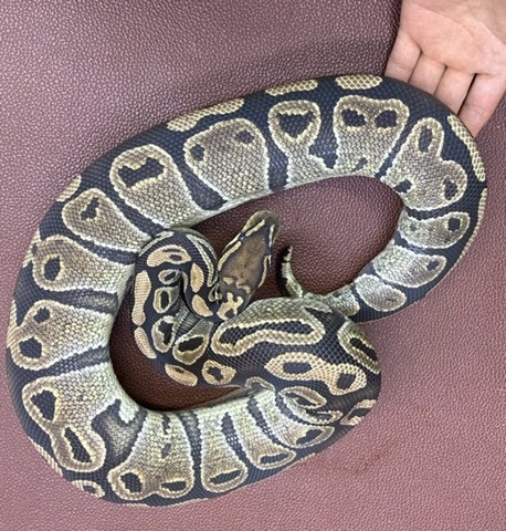 ヘビの商品一覧 | 爬虫類小動物の買取＆販売 ルームズー ボア