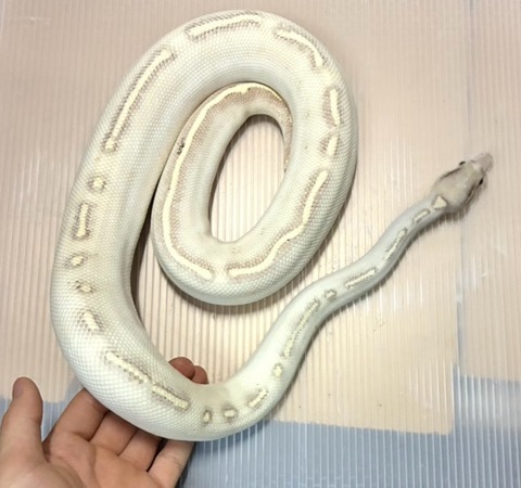 ヘビの商品一覧 | 爬虫類小動物の買取＆販売 ルームズー ボア