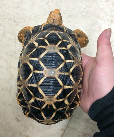 リクガメの商品一覧 | 爬虫類小動物の買取＆販売 ルームズー