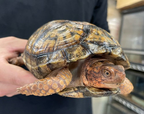 商品一覧 | 爬虫類小動物の買取＆販売 ルームズー