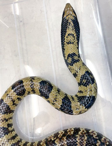 ヘビの商品一覧 | 爬虫類小動物の買取＆販売 ルームズー