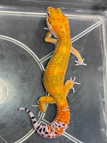 ヤモリ、トカゲモドキの商品一覧 | 爬虫類小動物の買取＆販売