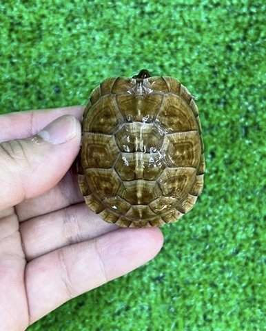 商品一覧 | 爬虫類小動物の買取＆販売 ルームズー