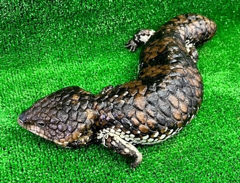 【単品購入⭕️】爬虫類/トカゲ まとめ売り ヤマダモール | ZHONGXIN MADE 爬虫類トカゲぬいぐるみ42cmリアルな