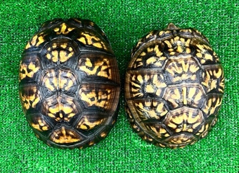 トウブハコガメ骨格標本　甲羅　フルアダルト極美　剥製　爬虫類 ミズガメ、ハコガメ、ヤマガメの商品一覧 | 爬虫類小動物の買取＆販売