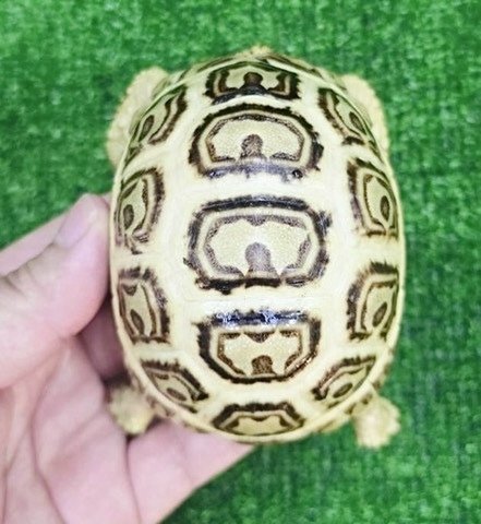 リクガメの商品一覧 | 爬虫類小動物の買取＆販売 ルームズー