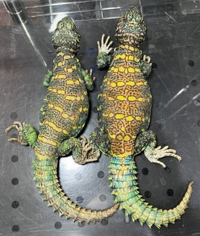 商品一覧 | 爬虫類小動物の買取＆販売 ルームズー