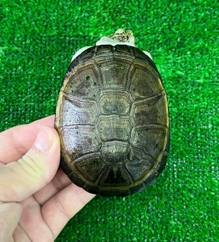商品一覧 | 爬虫類小動物の買取＆販売 ルームズー