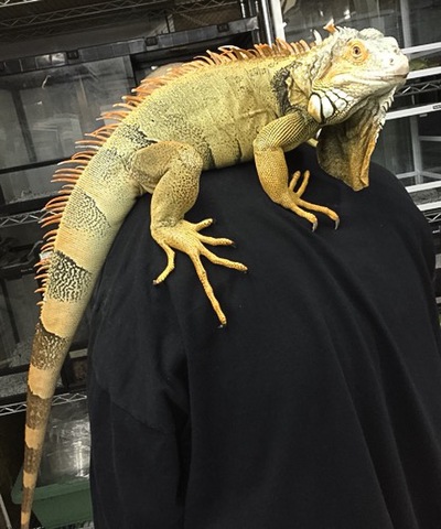 販売済（爬虫類、両生類の商品一覧 | 爬虫類小動物の買取＆販売 ルームズー