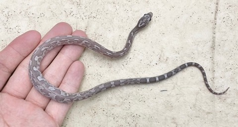 ヘビの商品一覧 | 爬虫類小動物の買取＆販売 ルームズー