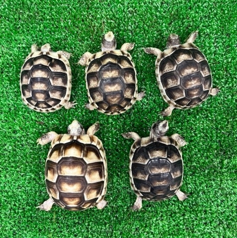 リクガメの商品一覧 | 爬虫類小動物の買取＆販売 ルームズー