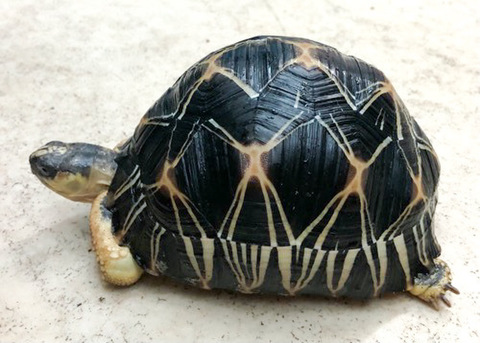 リクガメの商品一覧 | 爬虫類小動物の買取＆販売 ルームズー