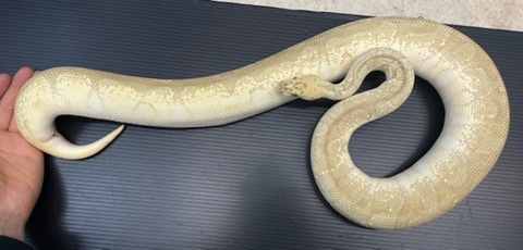 ヘビの商品一覧 | 爬虫類小動物の買取＆販売 ルームズー
